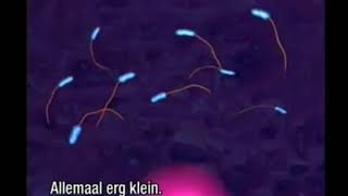 Bacteria flagella motion [upl. by Ahtabbat795]