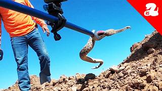 Rattlesnakes Discovered Under A House [upl. by Auqenaj]