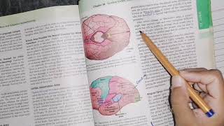 Interpretative area of cerebral cortex guyton 58 part 3 Wernickes Area motorphysiology [upl. by Gnel922]