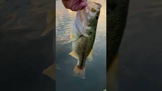 35 pound bass on a Spinnerbait bassfishing [upl. by Kcirtapnhoj400]