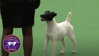 WKC Archives Smooth Fox Terrier Dodger [upl. by Hinman]