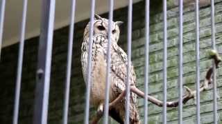 Bengaalse Oehoe ZOO Antwerpen  Indian eagleowl ZOO Antwerp [upl. by Ekal]