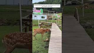 A family rescued a baby deer abandoned by its mother and raised it with love animalshorts [upl. by Kcirdla]