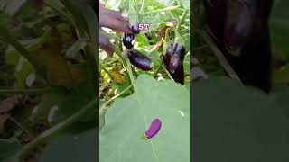 Aubergine 🍆 [upl. by Greenebaum]