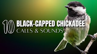 10 Blackcapped Chickadee Calls and Sounds That Help Identify the Bird [upl. by Riamu]