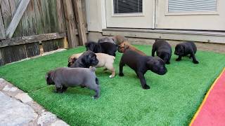 4 week old Cane Corso puppies [upl. by Colson]