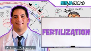 fertilization process in humanfertilization kasa hoti ha viralvideo fertilization [upl. by Bully]