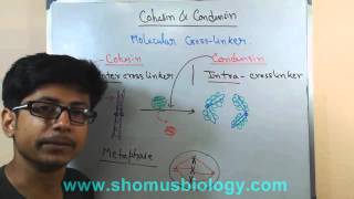 Cohesin and condensin [upl. by Ahsyak]