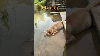 Other dogs VS My dog dog dogworld doglover dogshorts tamil shorts [upl. by Randee532]