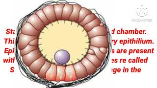 Sensory receptors in invertebrate urdu hindiINVERTEBRATE SENSORY RECEPTORS [upl. by Onaled755]