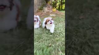 Adorable fur babies outside playing [upl. by Ylac]