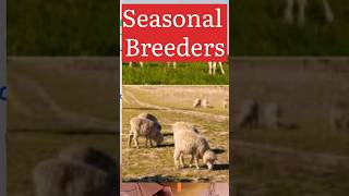 Seasonal Breeders biologywalesir seasonal  breeder dog frog lizard cat [upl. by Granthem]