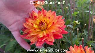 Dahlia Graceland  gervenbulbscom  Orange flowered [upl. by Drooff718]