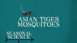 Asian Tiger Mosquitoes  Seasonal Science  UNCTV [upl. by Llertnov]