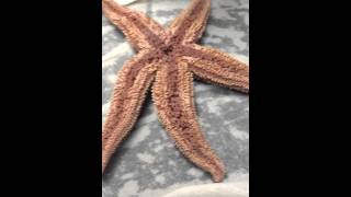 Phylum Echinodermata class Asteroidea genus asteroidea [upl. by Ivor]