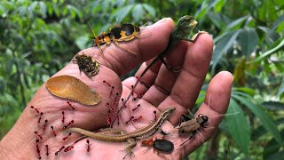 brutal attack on a colony of red ants‼️catch bombardier beetles baby chameleon cricket lizard [upl. by Atterrol569]