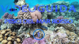 VIDEO GUIDA PESCI DEL MAR ROSSO 1  Snorkeling sulla barriera [upl. by Arised734]