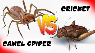 Camel Spider Vs Mole Cricket  Who Wins Epic Bug Battle High Definition [upl. by Carmine]