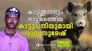 OMG Vava Suresh with a wild boar that came out from the wild  Vava Suresh  Snakemaster [upl. by Jeth]