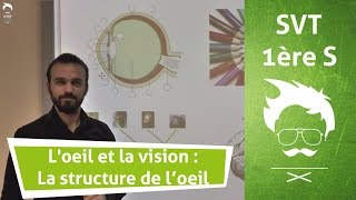 SVT  Loeil et la vision  La structure de loeil [upl. by Assilem]