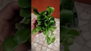 Samolus Velerandi aquarium plant [upl. by Ramsa]