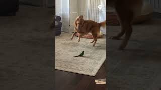 Golden retriever and pet parakeet form unlikely friendship [upl. by Htez]