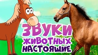 ЗВУКИ ЖИВОТНЫХ для самых маленьких  развивающие мультики для детей  как говорят животные [upl. by Inihor655]