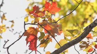 Fall foliage colors in Millinocket looking good for leaf peepers and business [upl. by Anaoy]