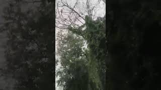 laya wala ng dahon tree or kahoy guys short video [upl. by Suedaht979]