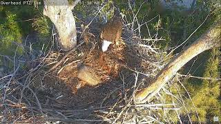 Captiva Eagle Cam 15032024 0839 [upl. by Ainevul717]