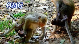 Mother monkey disciplining the baby monkey not to ask for milk [upl. by Colbye]