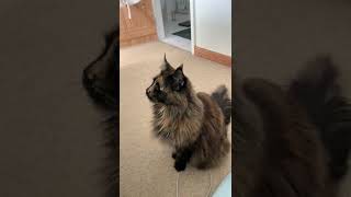 Maine Coon cat talking to her owner [upl. by Salchunas]