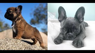 Funny and Cute French Bulldog Puppies Compilation  Cutest French Bulldog [upl. by Warde]