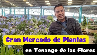 Gran Mercado de Plantas en Tenango de Las Flores Puebla [upl. by Ky]