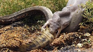 20 BIGGEST Snake Photos Explained [upl. by Enyamrahs880]