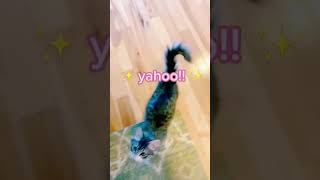 Often Disobedient  Funniest Pets  fails funny pets catfails [upl. by Nomyar548]