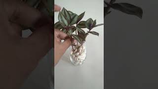 Tradescantia Plant Decoration🌱 shorts youtubeshorts ytshorts fypシ゚viral viralvideo plants [upl. by Ahsilrae]