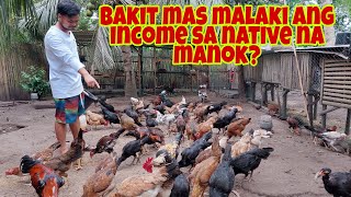 Magkano ang kinikita sa 70100 Heads na Native Manok [upl. by Akamahs]