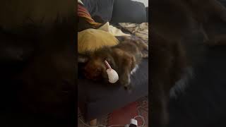 Video of adoptable pet named Tonka a brindled Tibetan Spaniel [upl. by Mastrianni728]