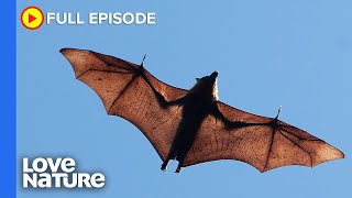 The Worlds Biggest Bat  Secrets of Wild Australia Ep104 [upl. by Domash]