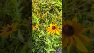 🎶JOSH VIETTI Ambiflash🎶music westvirginia wv bee nature niche subscribe this [upl. by Airdnala360]