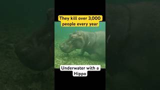 Underwater with Africa’s most DANGEROUS animal [upl. by Beshore47]