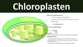 Chloroplasten  Aufbau und Funktion Zellorganellen Teil 3  Biologie Oberstufe [upl. by Eat]