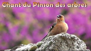 Chant du PINSON des ARBRES [upl. by Airbma]