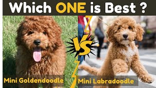 Mini Goldendoodle vs Mini Labradoodle  Comparison Between Two Miniature Breeds Dog [upl. by Arrad289]