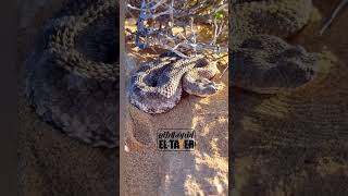 الحيه القرعاء Cerastes vipera  reptiles animals cobra [upl. by Nataline535]