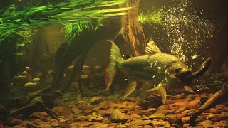 what a goliath tigerfish are able to do WARNING graphic content [upl. by Sirovaj731]