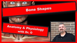 Bone Shapes Anatomy and Physiology [upl. by Hinda]