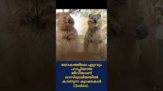 ലോകത്തിലെ ഏറ്റവും ഹാപ്പിയായ ജീവിയാണ് ഓസ്‌ട്രേലിയയിൽ കാണുന്ന ക്വാക്കകൾ Quokka [upl. by Nodnorb]