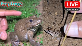 Catching big and small froggy [upl. by Fisoi673]